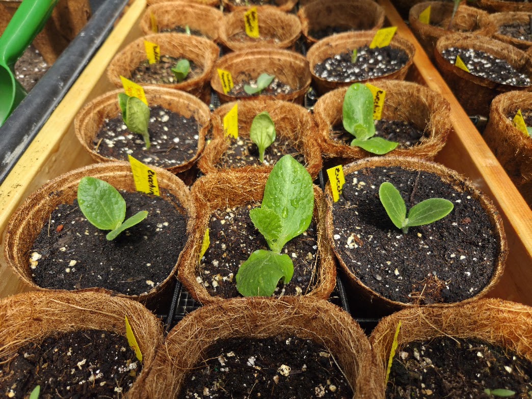 How to Start Seeds Indoors — New England Gardening