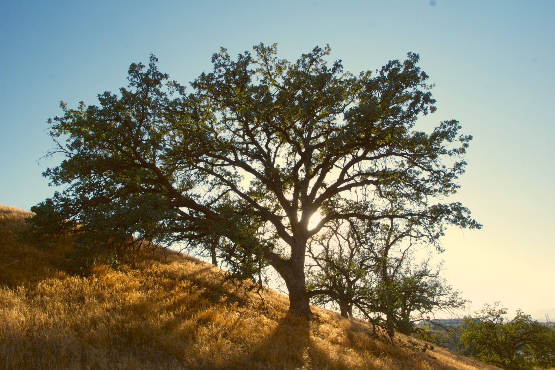 How Old Is That Tree? Estimating The Age by Circumference